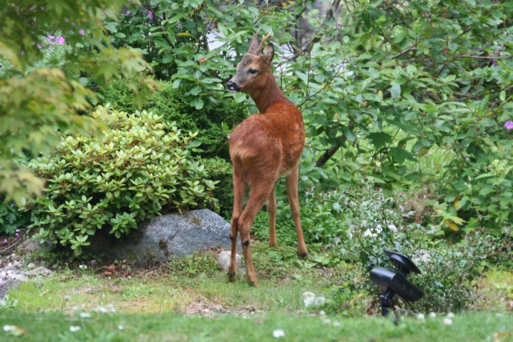 Torrdarach House Bed & Breakfast Pitlochry Εξωτερικό φωτογραφία